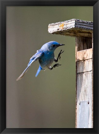 Framed British Columbia, Mountain Bluebird Print