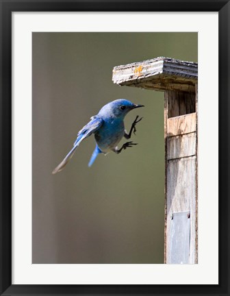 Framed British Columbia, Mountain Bluebird Print