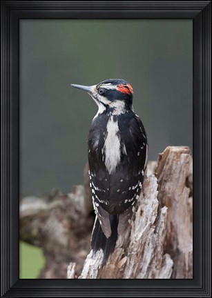 Framed British Columbia, Downy Woodpecker bird Print