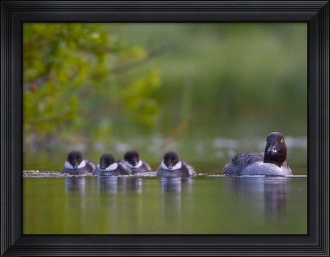 Framed British Columbia, Common Goldeneye, chicks, swimming Print