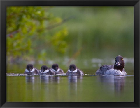 Framed British Columbia, Common Goldeneye, chicks, swimming Print