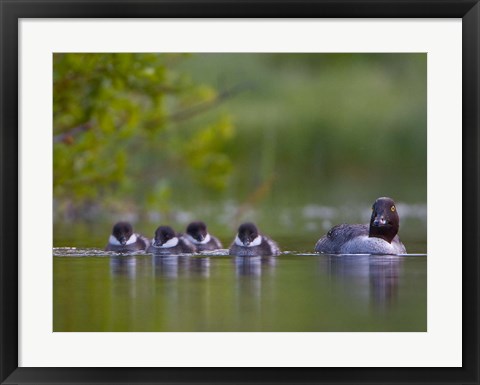 Framed British Columbia, Common Goldeneye, chicks, swimming Print