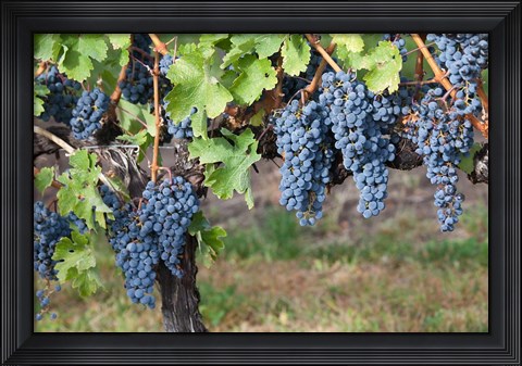 Framed Canada, British Columbia, Osoyoos View of purple grapes in vineyards Print