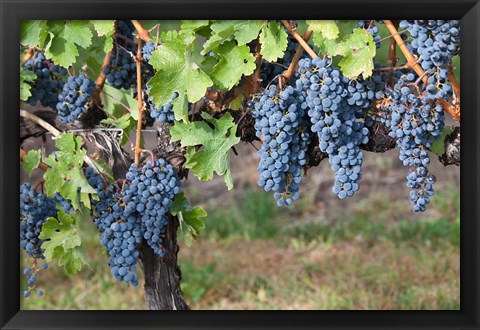 Framed Canada, British Columbia, Osoyoos View of purple grapes in vineyards Print