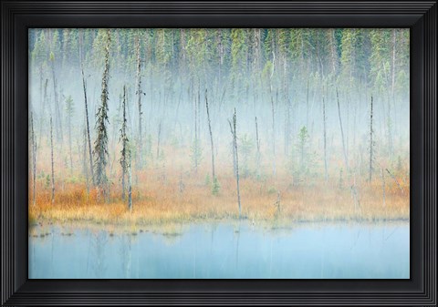 Framed Foggy pond and forest, Mount Robson PP, British Columbia, Canada Print