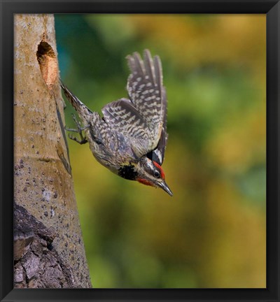 Framed British Columbia, Red-naped Sapsucker, flight, nest Print