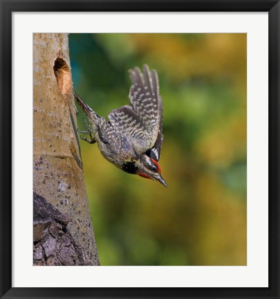 Framed British Columbia, Red-naped Sapsucker, flight, nest Print