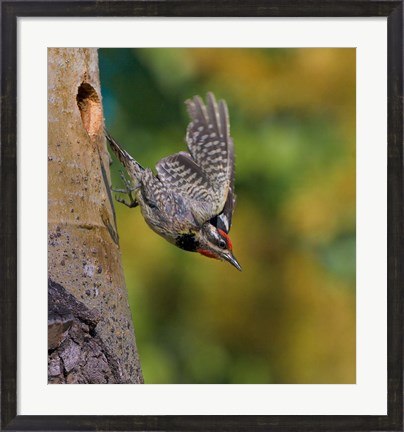 Framed British Columbia, Red-naped Sapsucker, flight, nest Print