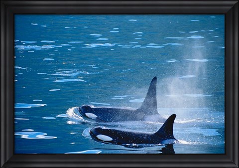 Framed Killer Whales feeding in Johnstone Strait, British Columbia, Canada Print