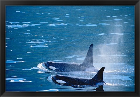 Framed Killer Whales feeding in Johnstone Strait, British Columbia, Canada Print