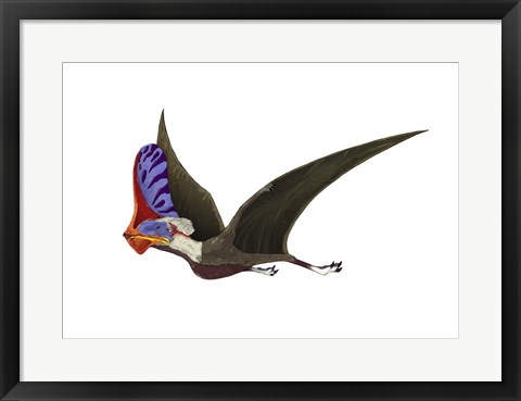Framed Tapejara, a Genus of Brazilian Pterosaur from the Cretaceous Period Print