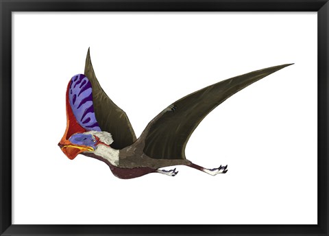 Framed Tapejara, a Genus of Brazilian Pterosaur from the Cretaceous Period Print