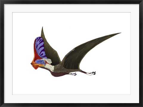 Framed Tapejara, a Genus of Brazilian Pterosaur from the Cretaceous Period Print