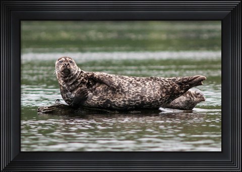 Framed Harbor seal, Great Bear Rainforest, British Columbia, Canada Print