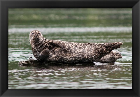 Framed Harbor seal, Great Bear Rainforest, British Columbia, Canada Print