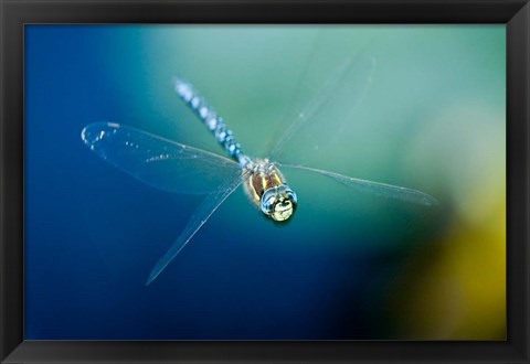 Framed Blue-eyed darner dragonfly, Insect, British Columbia Print