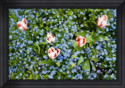 Framed Flowers, Horseshoe Bay, British Columbia Print