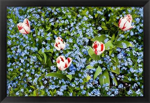 Framed Flowers, Horseshoe Bay, British Columbia Print
