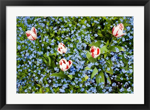 Framed Flowers, Horseshoe Bay, British Columbia Print