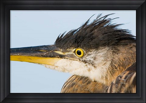 Framed Great blue heron, Boundary Bay, British Columbia Print