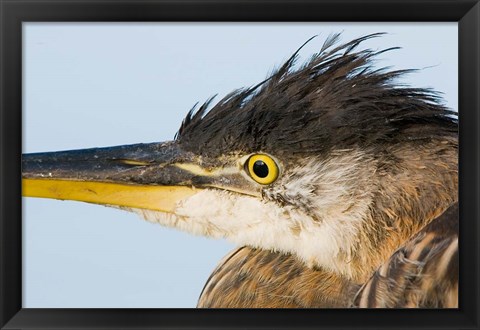 Framed Great blue heron, Boundary Bay, British Columbia Print