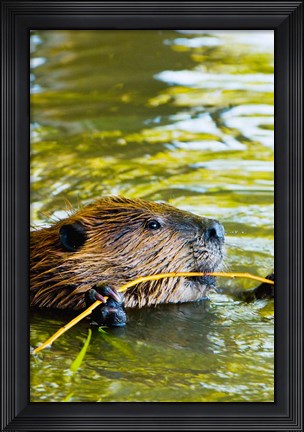 Framed Head of American Beaver, Stanley Park, British Columbia Print