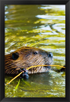 Framed Head of American Beaver, Stanley Park, British Columbia Print