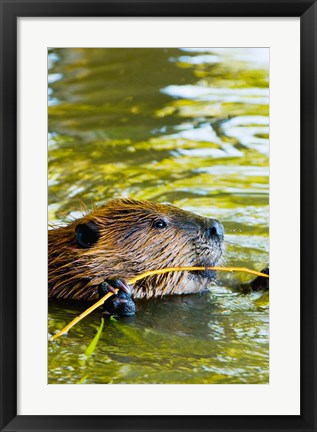 Framed Head of American Beaver, Stanley Park, British Columbia Print