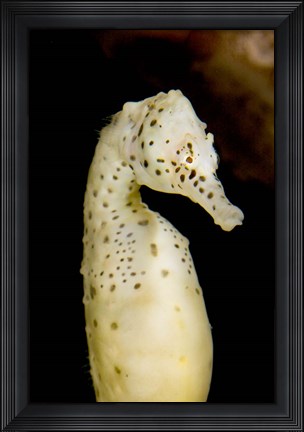 Framed Marine life, seahorse, Vancouver, British Columbia Print