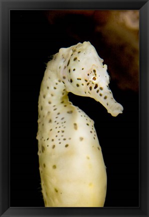 Framed Marine life, seahorse, Vancouver, British Columbia Print