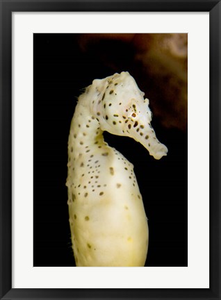 Framed Marine life, seahorse, Vancouver, British Columbia Print