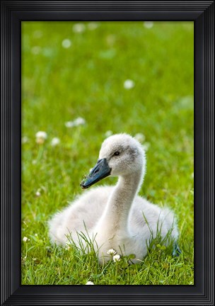 Framed Mute swan cygnet, Stanley Park, British Columbia Print