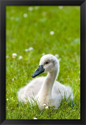 Framed Mute swan cygnet, Stanley Park, British Columbia Print