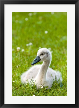 Framed Mute swan cygnet, Stanley Park, British Columbia Print
