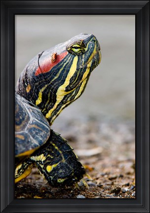Framed Red-eared pond slider turtle, British Columbia Print