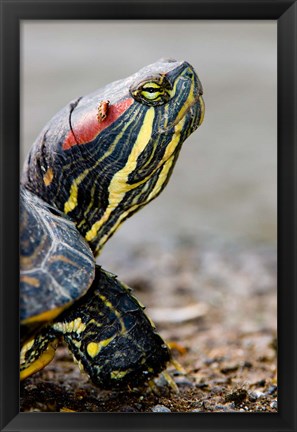 Framed Red-eared pond slider turtle, British Columbia Print