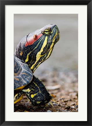 Framed Red-eared pond slider turtle, British Columbia Print