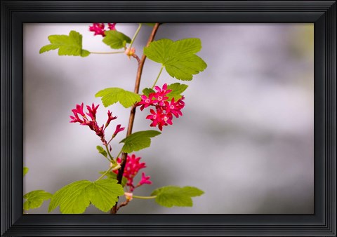 Framed Red-flowering currant, Vancouver, British Columbia Print