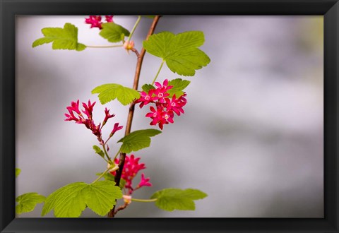 Framed Red-flowering currant, Vancouver, British Columbia Print