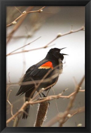 Framed Red-winged blackbird, Stanley Park, British Columbia Print