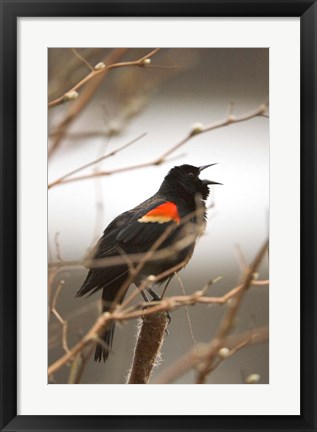 Framed Red-winged blackbird, Stanley Park, British Columbia Print