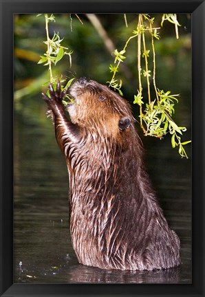 Framed American Beaver, Stanley Park, British Columbia Print