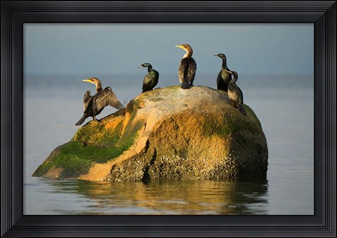 Framed Double-crested cormorant bird, British Columbia Print