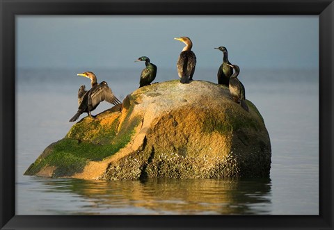 Framed Double-crested cormorant bird, British Columbia Print