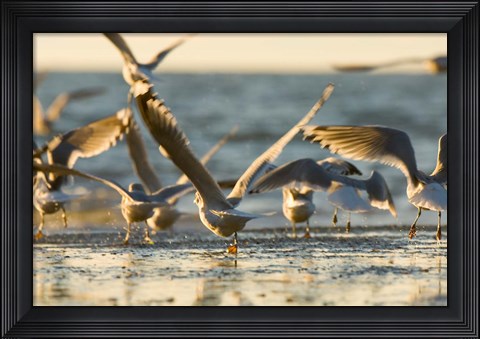 Framed Mew gulls, Stanley Park, British Columbia Print