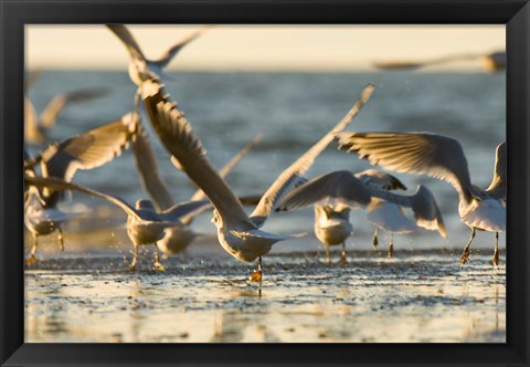 Framed Mew gulls, Stanley Park, British Columbia Print