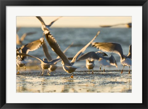 Framed Mew gulls, Stanley Park, British Columbia Print