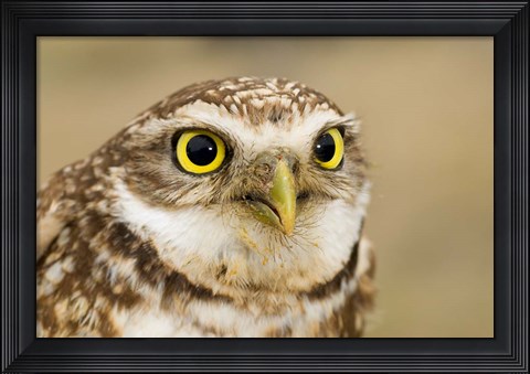 Framed Burrowing owl, Nicola Valley, British Columbia Print
