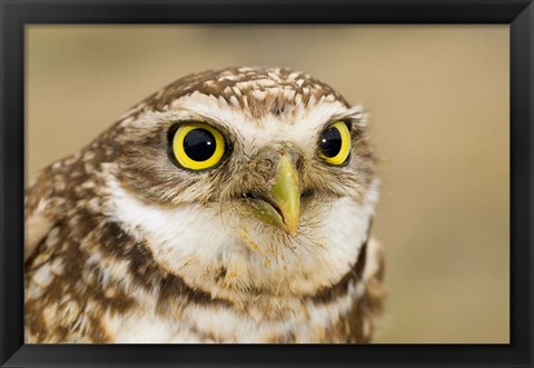 Framed Burrowing owl, Nicola Valley, British Columbia Print