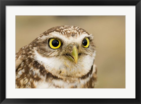 Framed Burrowing owl, Nicola Valley, British Columbia Print